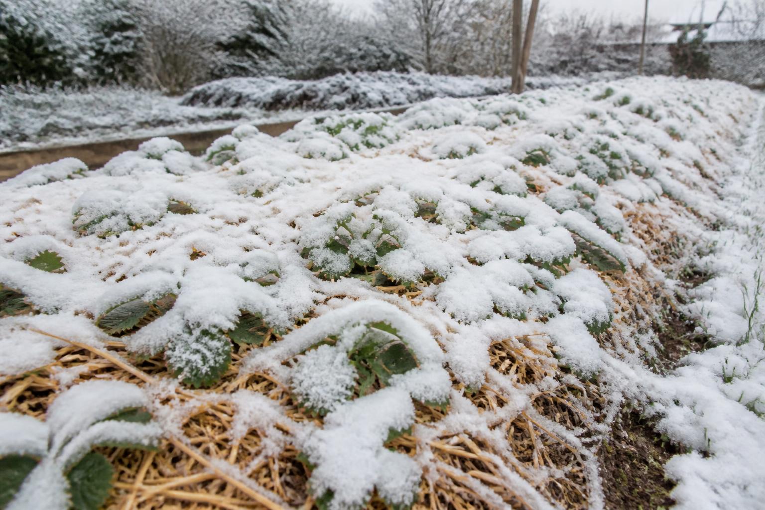 découvrez les erreurs courantes à éviter pour protéger efficacement vos fraisiers durant l'hiver et garantir une récolte abondante au printemps.