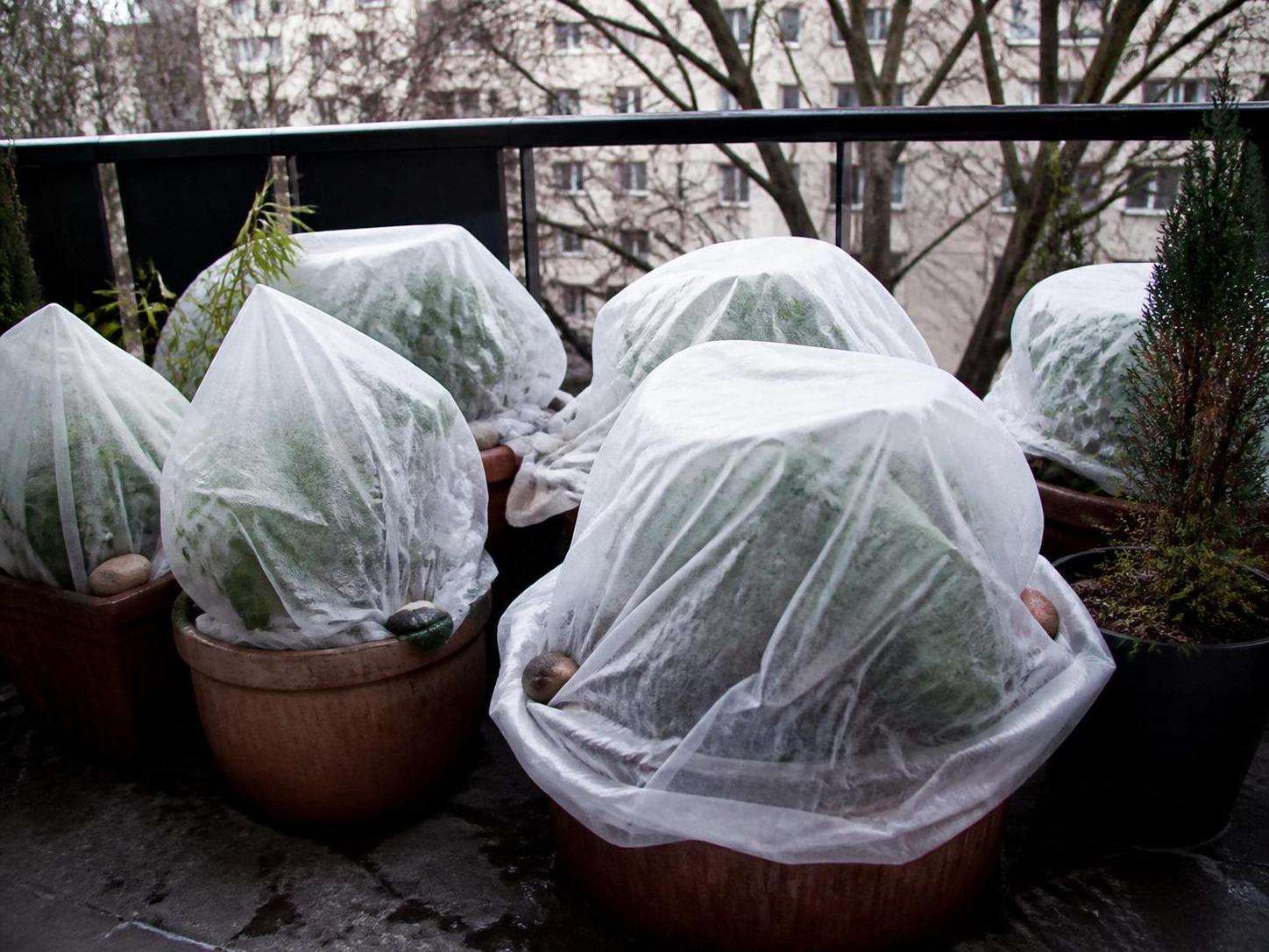 découvrez les erreurs courantes à éviter pour protéger efficacement vos fraisiers durant l'hiver et assurer leur bonne croissance au printemps.