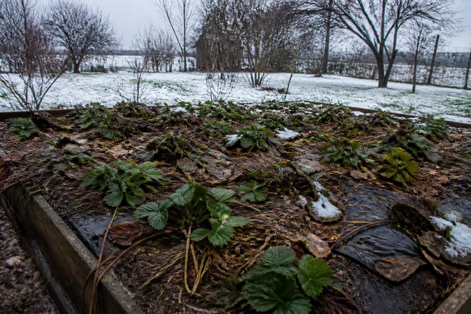 découvrez les erreurs courantes à éviter pour protéger efficacement vos fraisiers durant l'hiver et assurer une belle récolte au printemps.