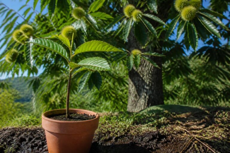 découvrez comment réaliser facilement la bouture de châtaignier pour multiplier cet arbre et enrichir votre jardin avec des conseils pratiques et efficaces.