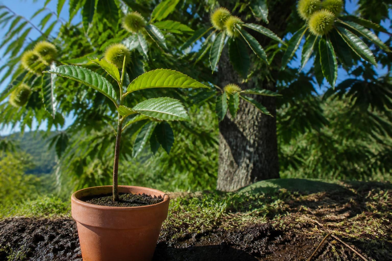 découvrez comment réaliser facilement la bouture de châtaignier pour multiplier cet arbre et enrichir votre jardin avec des conseils pratiques et efficaces.
