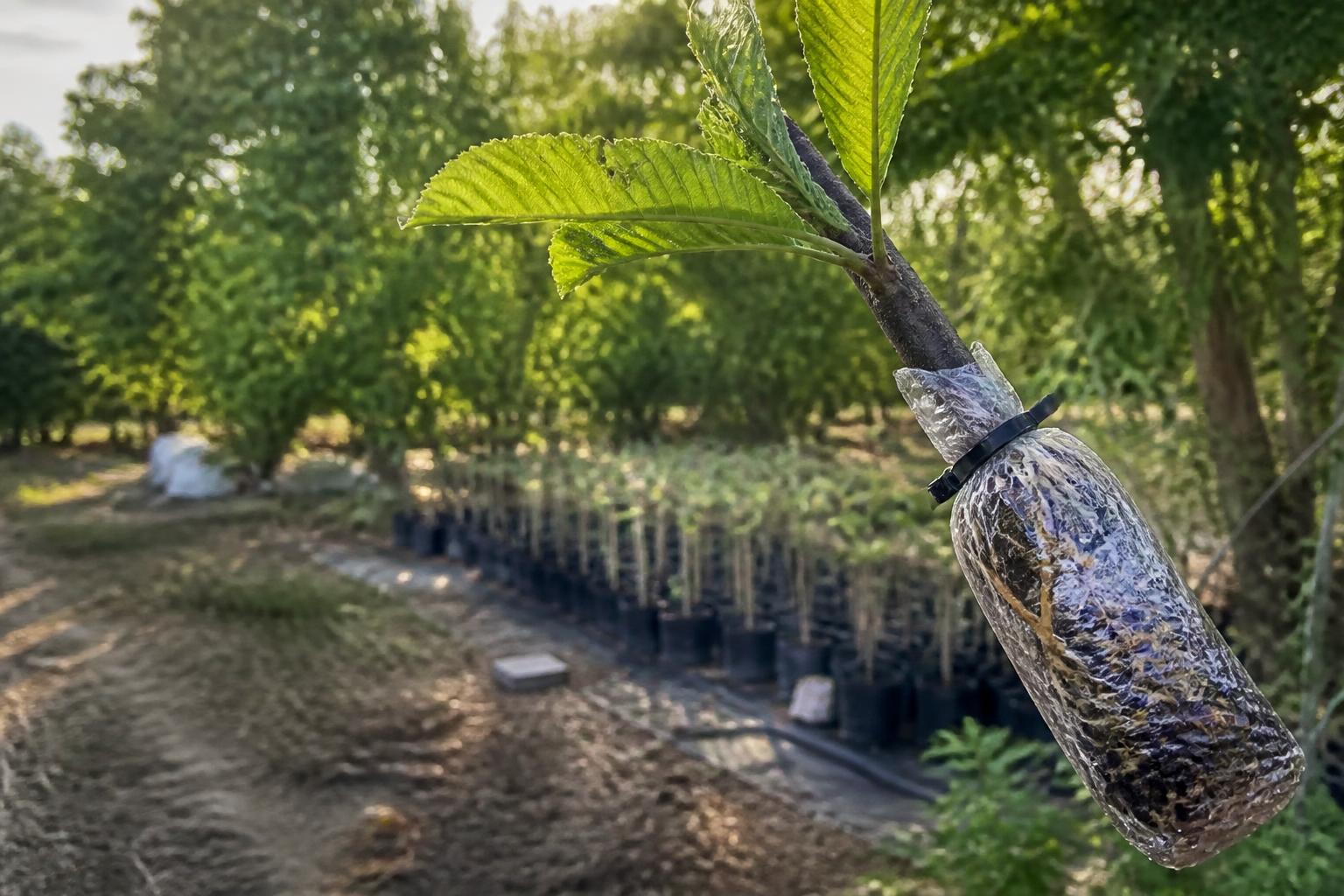 découvrez comment réussir la bouture de châtaignier et multipliez facilement cet arbre grâce à nos conseils pratiques et astuces de jardinage.