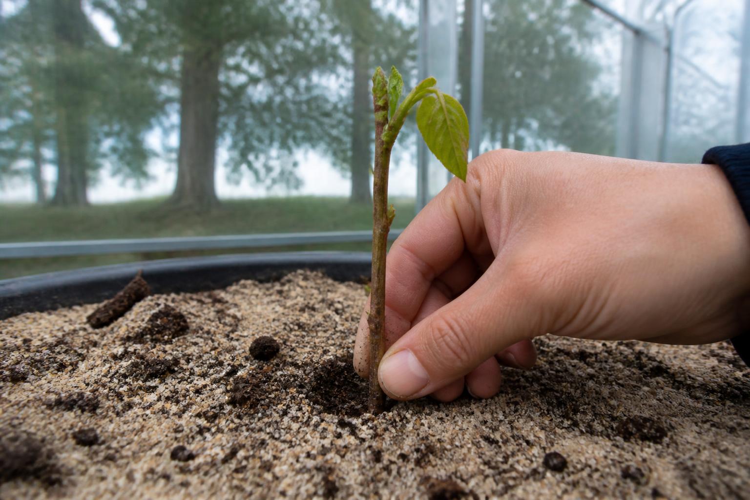 découvrez comment multiplier facilement un châtaignier grâce à la bouture. guide pratique pour réussir la propagation de cet arbre majestueux et enrichir votre jardin.