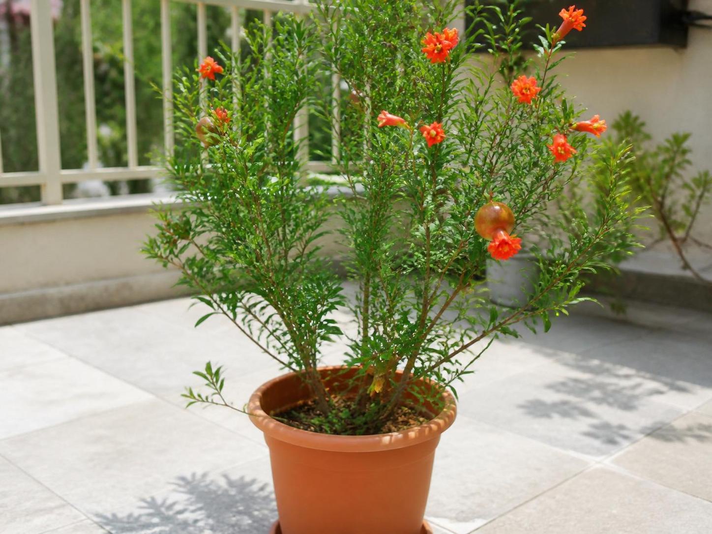 découvrez les meilleures techniques pour réussir la bouture de grenadier et multiplier efficacement votre grenadier en pot. conseils pratiques pour un jardinage facile et productif.