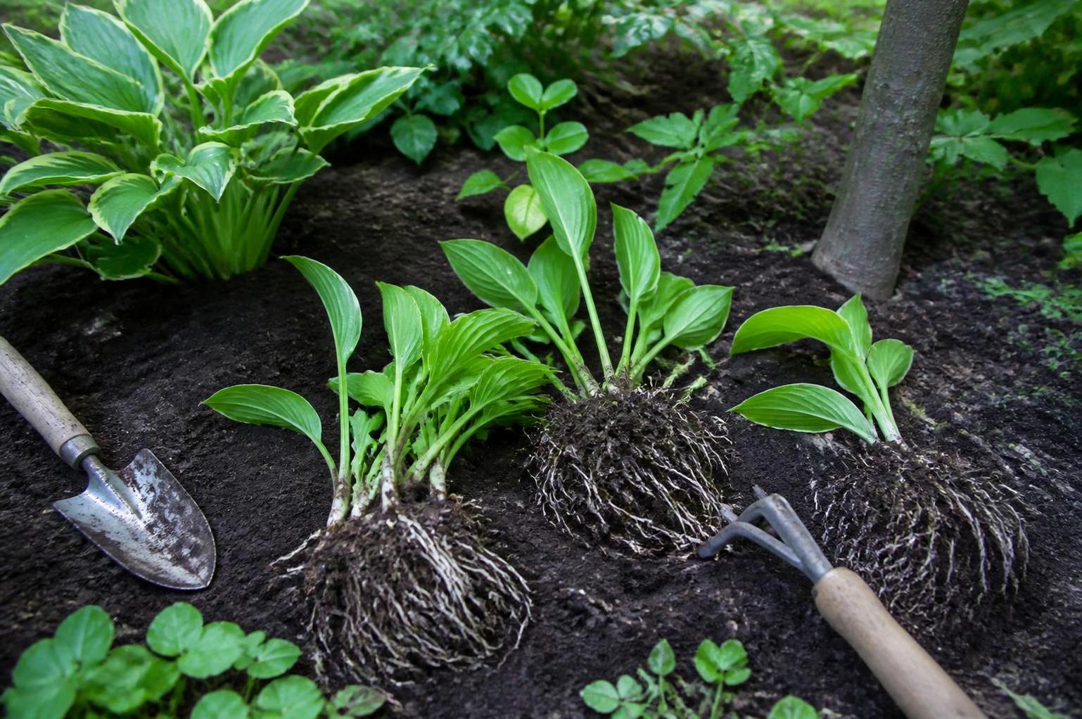 découvrez comment bouturer vos hostas avec notre guide facile pour diviser et multiplier vos plantes avec succès, étape par étape.