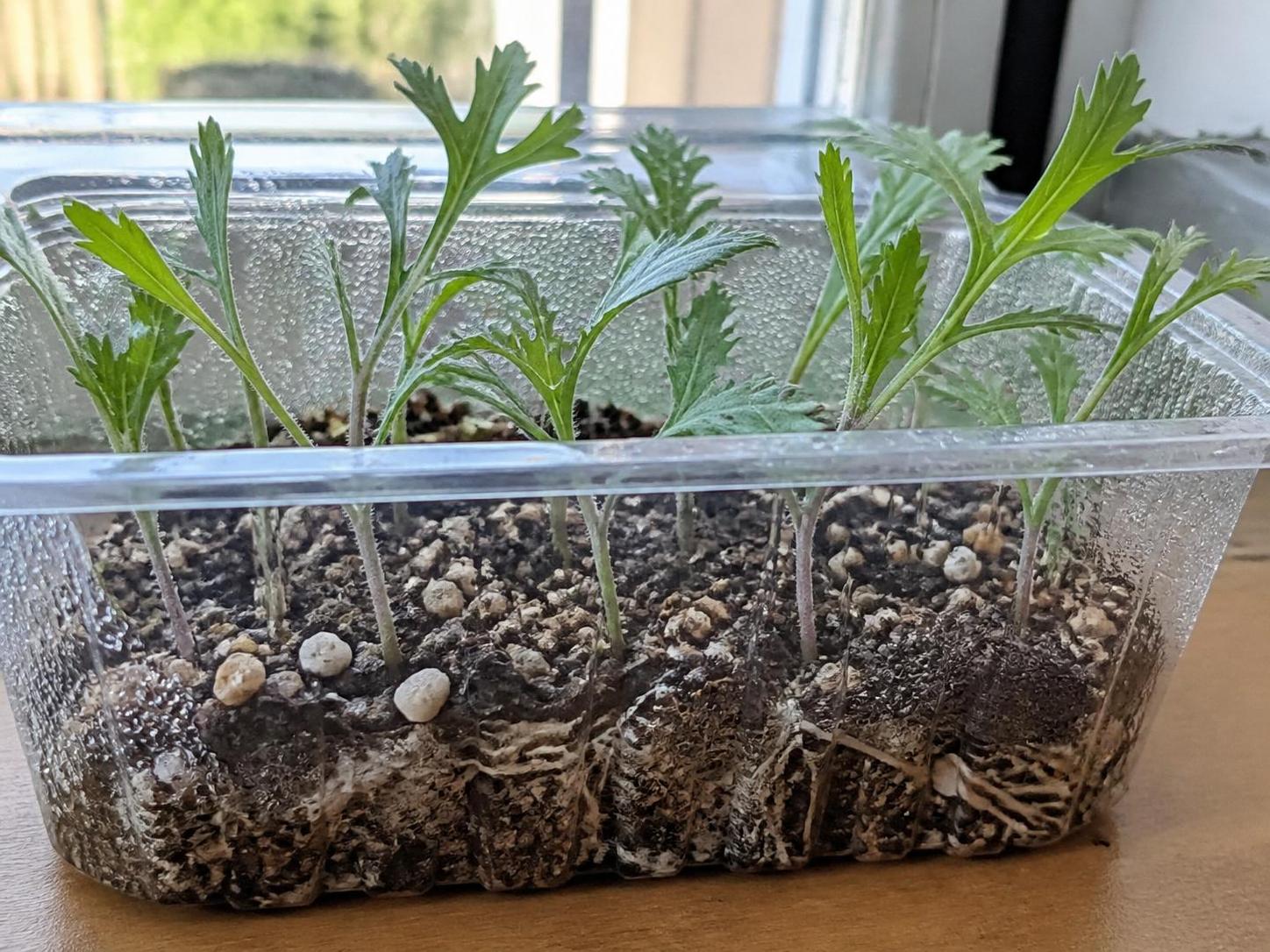 découvrez les étapes essentielles pour réussir la bouture de marguerite et obtenir une plante saine et florissante facilement chez vous.