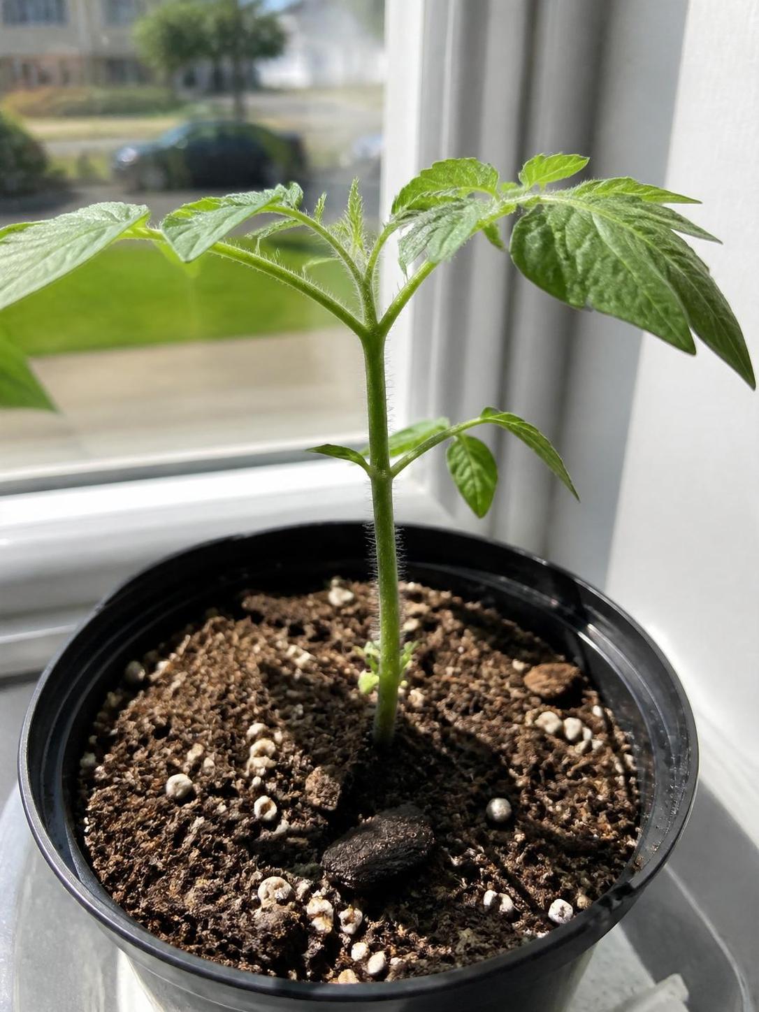 découvrez des techniques efficaces pour réussir la bouture de vos plants de tomate et cultivez facilement vos propres tomates à partir de boutures.