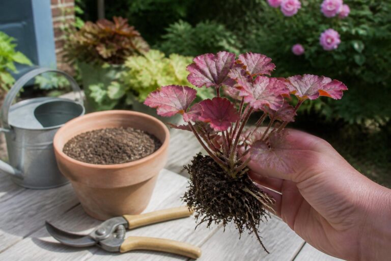 découvrez des techniques simples pour bouturer, diviser et multiplier vos heuchères facilement, afin d'embellir votre jardin avec ces plantes colorées.