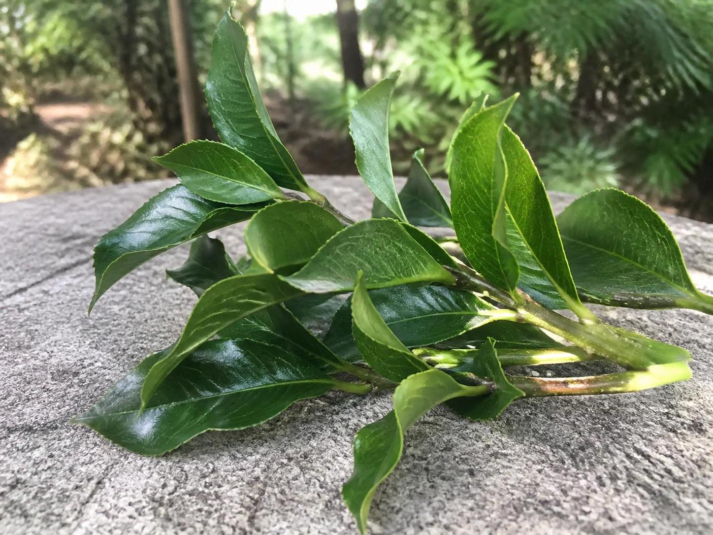 découvrez notre guide pratique pour réussir la bouture d’osmanthus et multiplier facilement cet arbuste parfumé dans votre jardin.