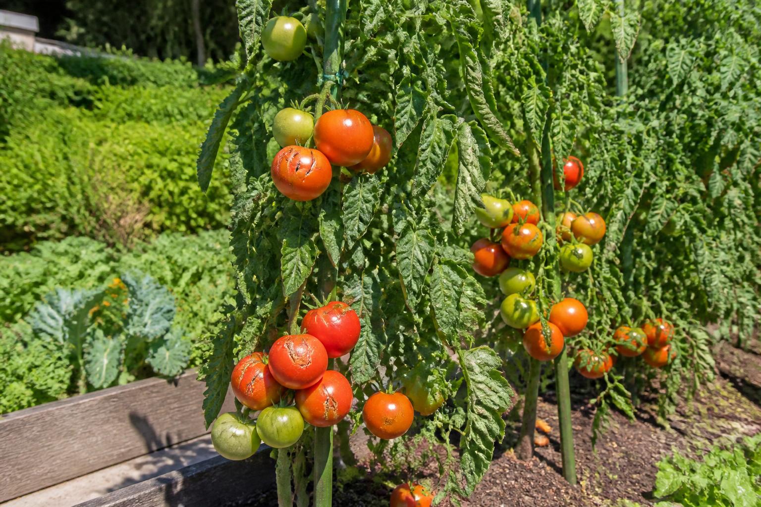 découvrez des astuces et conseils pratiques pour prévenir les tomates fendues dans votre potager et profiter d'une récolte saine et abondante.