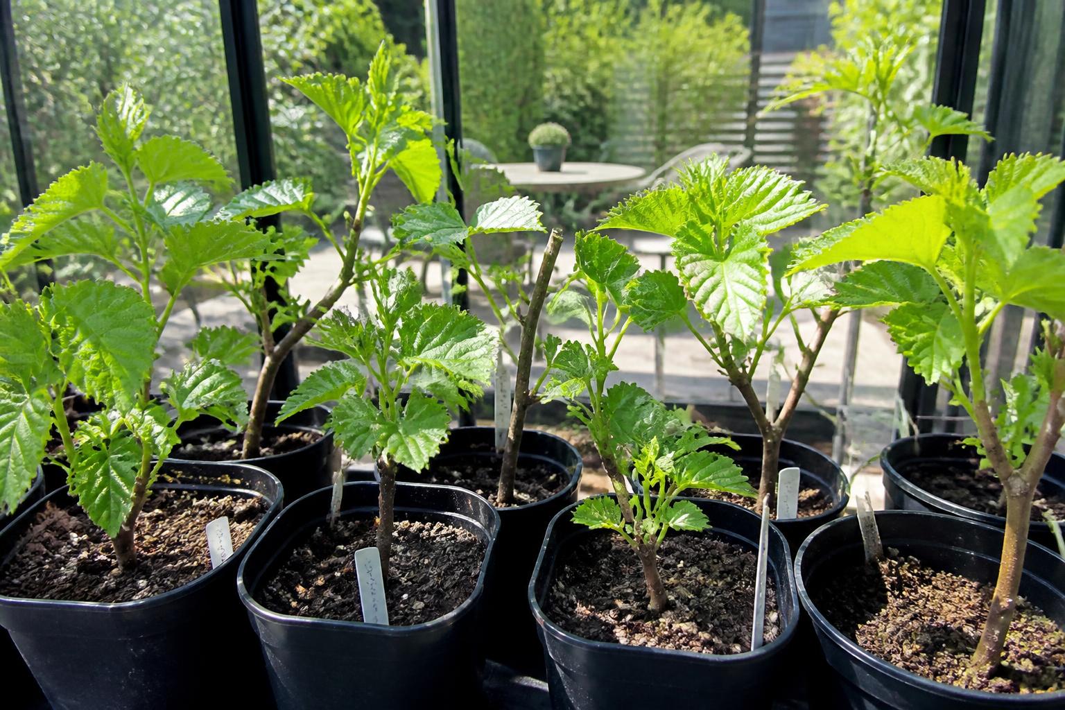 découvrez comment faire une bouture de mûrier avec nos conseils pratiques et les périodes idéales pour réussir la multiplication de votre arbre fruitier.