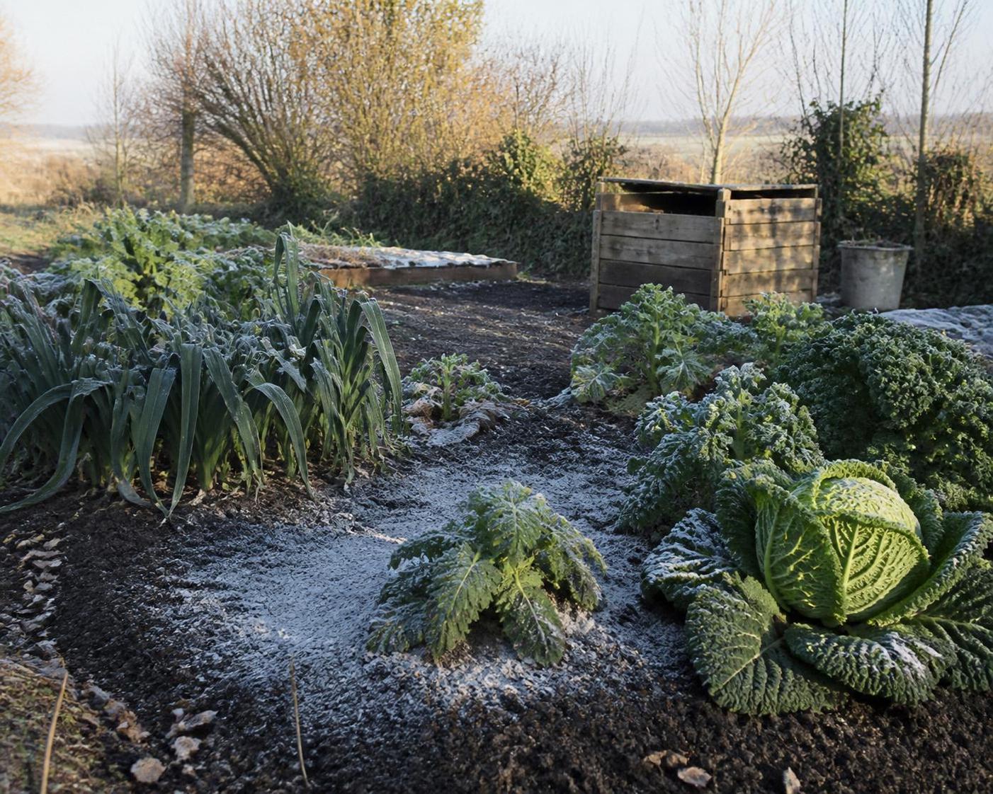 découvrez comment utiliser la cendre de bois pour enrichir votre jardin potager, améliorer la qualité du sol et favoriser la croissance de vos légumes de manière naturelle et écologique.