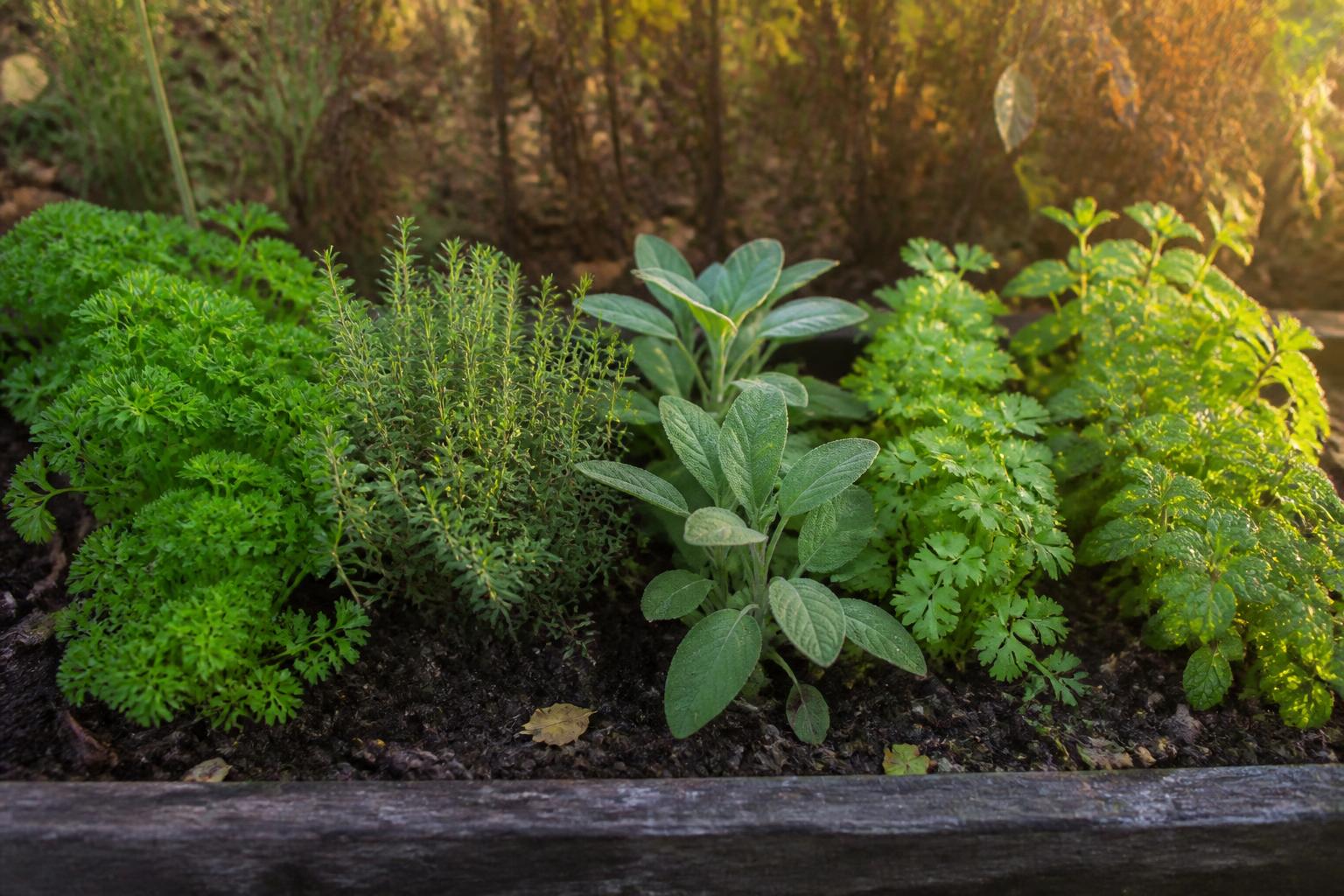 découvrez quelles herbes aromatiques planter en septembre pour un jardin parfumé et gourmand toute l'année. astuces pour cultiver basilic, thym, menthe et plus encore.