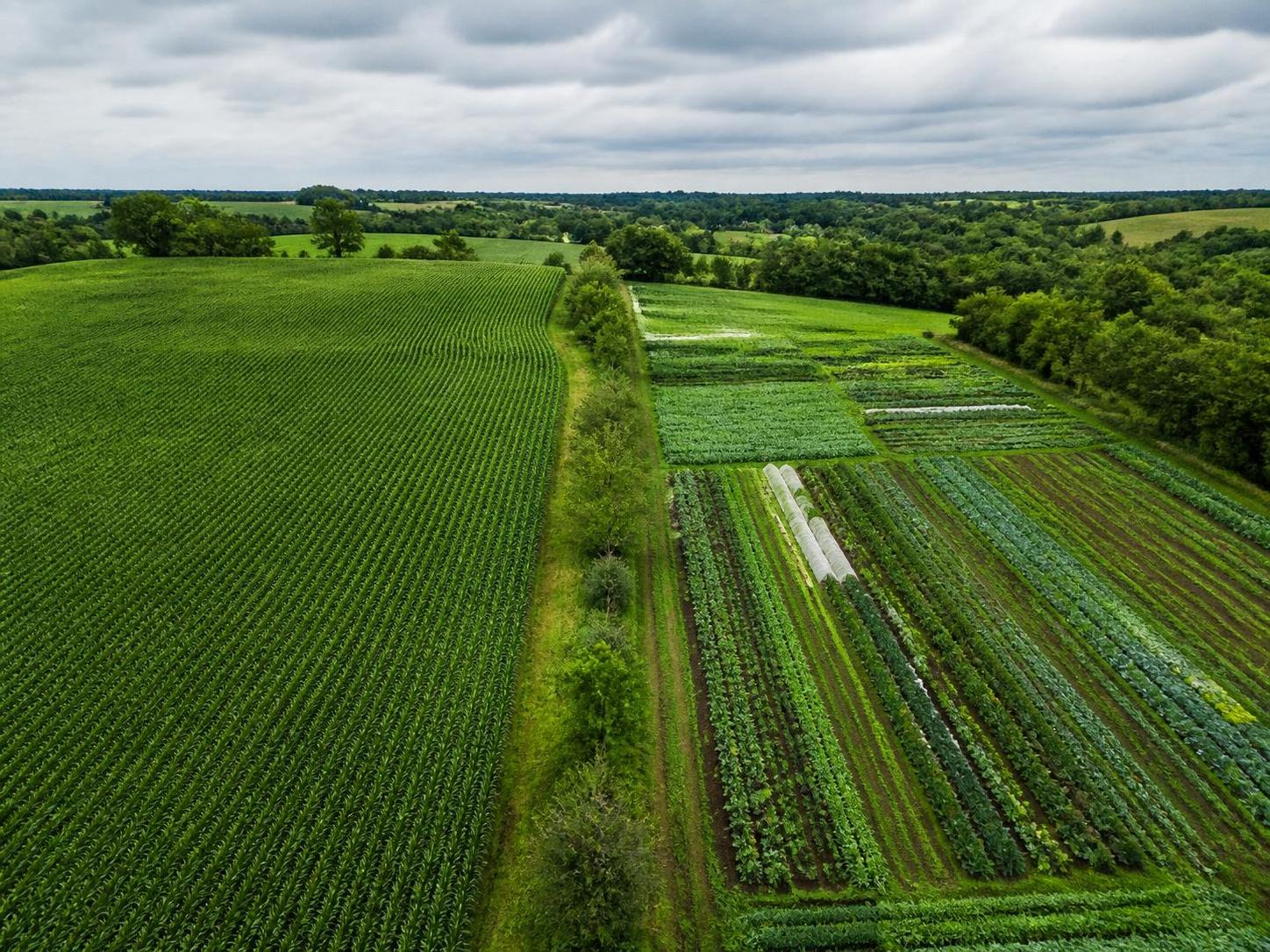 découvrez comment les associations de culture offrent une solution durable pour renforcer l'agriculture en favorisant la biodiversité, la coopération et des pratiques respectueuses de l'environnement.