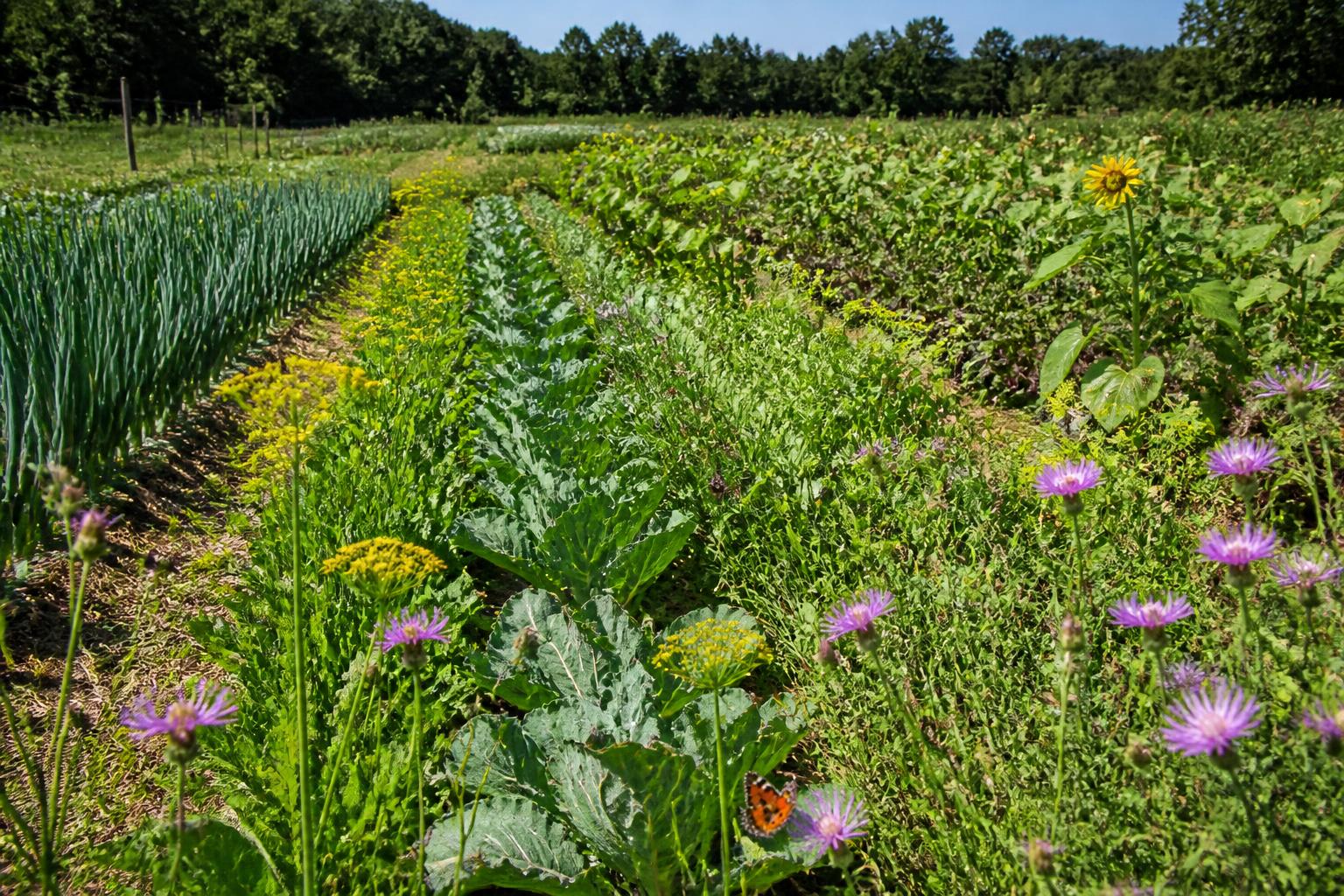 découvrez comment les associations de culture favorisent une agriculture durable en améliorant les rendements, la biodiversité et la résilience des exploitations agricoles.