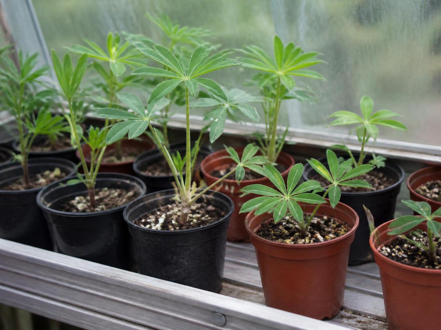 découvrez si la bouture des lupins est possible et apprenez les méthodes efficaces ainsi que des conseils pratiques pour réussir cette technique de multiplication.