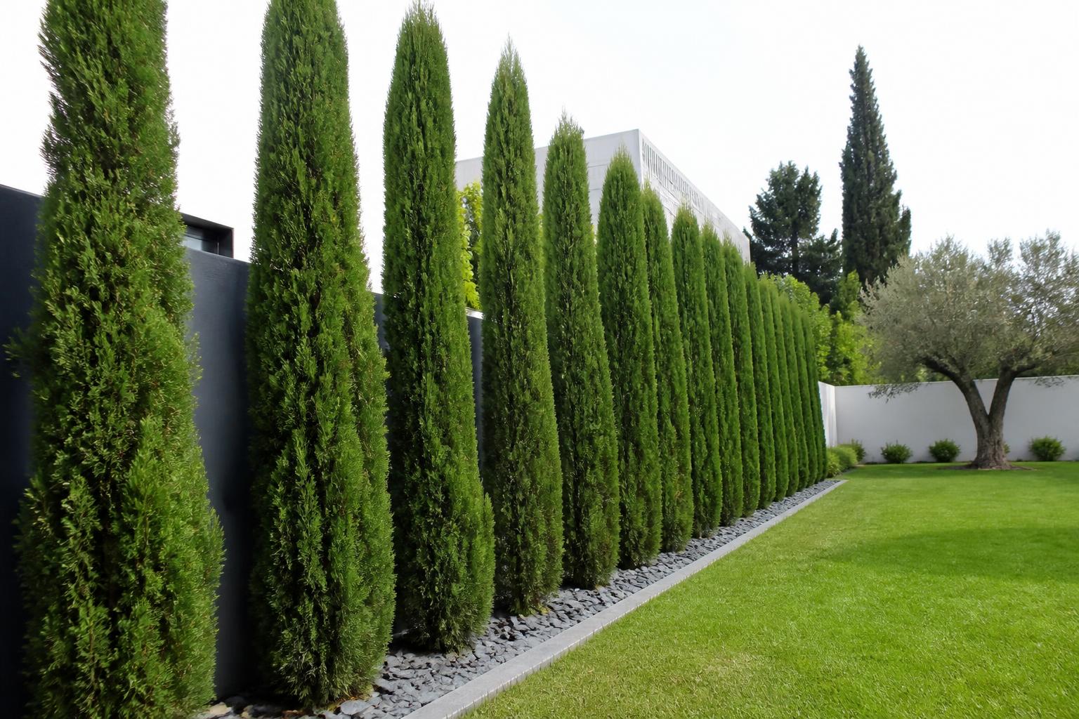 découvrez les avantages du cyprès pour l'aménagement de votre jardin et obtenez des conseils pratiques pour l'intégrer harmonieusement.