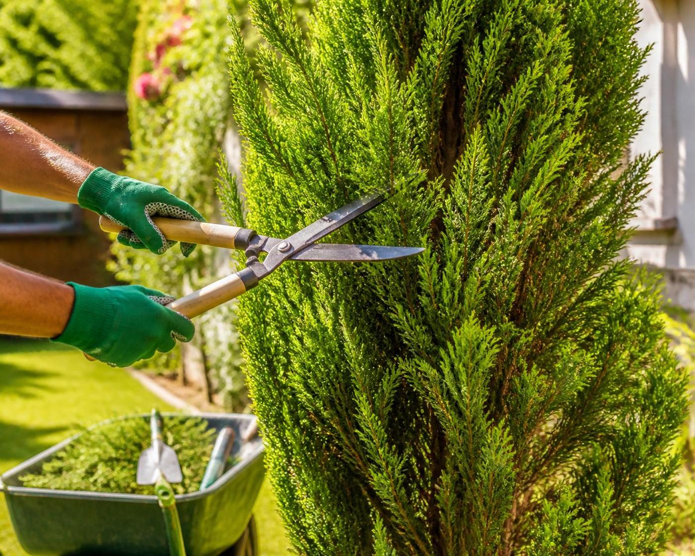 découvrez les avantages d'utiliser un cyprès dans l'aménagement de votre jardin et profitez de conseils pratiques pour l'intégrer harmonieusement et durablement.
