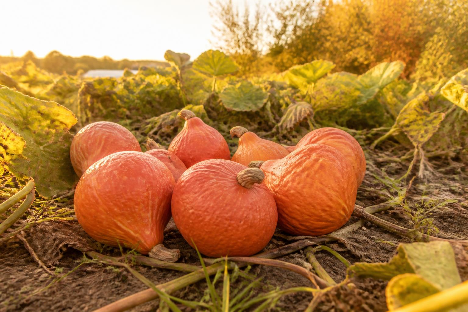 découvrez quand et comment récolter vos potimarrons pour garantir une conservation optimale. suivez notre guide complet pour réussir la récolte et prolonger la durée de vie de vos courges.