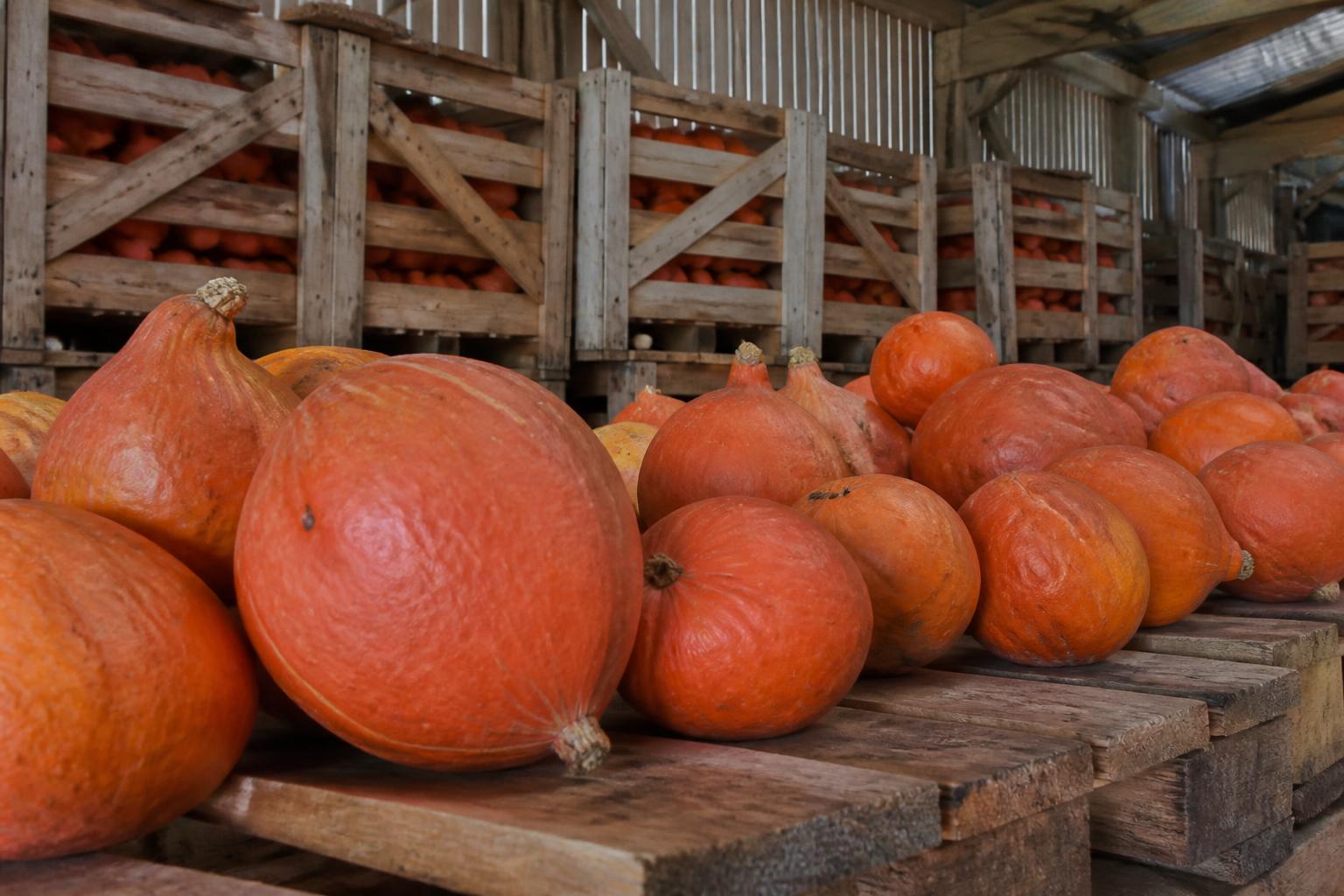 découvrez quand et comment récolter vos potimarrons pour assurer une conservation optimale. suivez notre guide complet pour profiter pleinement de vos courges toute l'année.
