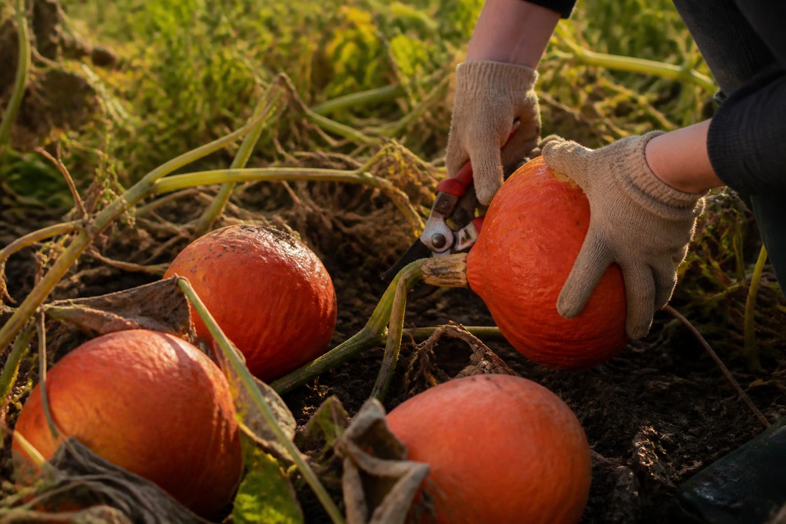 découvrez quand et comment récolter vos potimarrons pour garantir une conservation optimale. suivez notre guide complet pour profiter pleinement de vos courges toute l'année.
