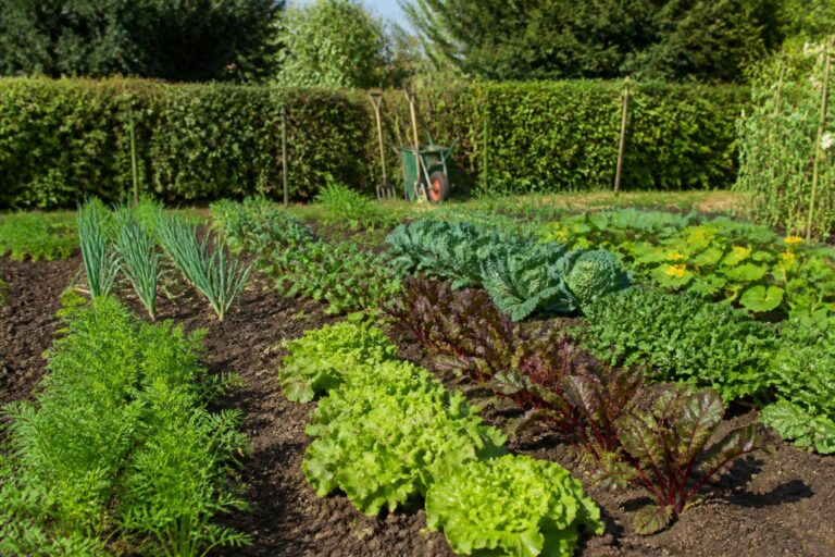 découvrez 10 rotations de cultures idéales pour votre potager après la récolte des haricots verts et optimisez la santé et la productivité de votre sol.