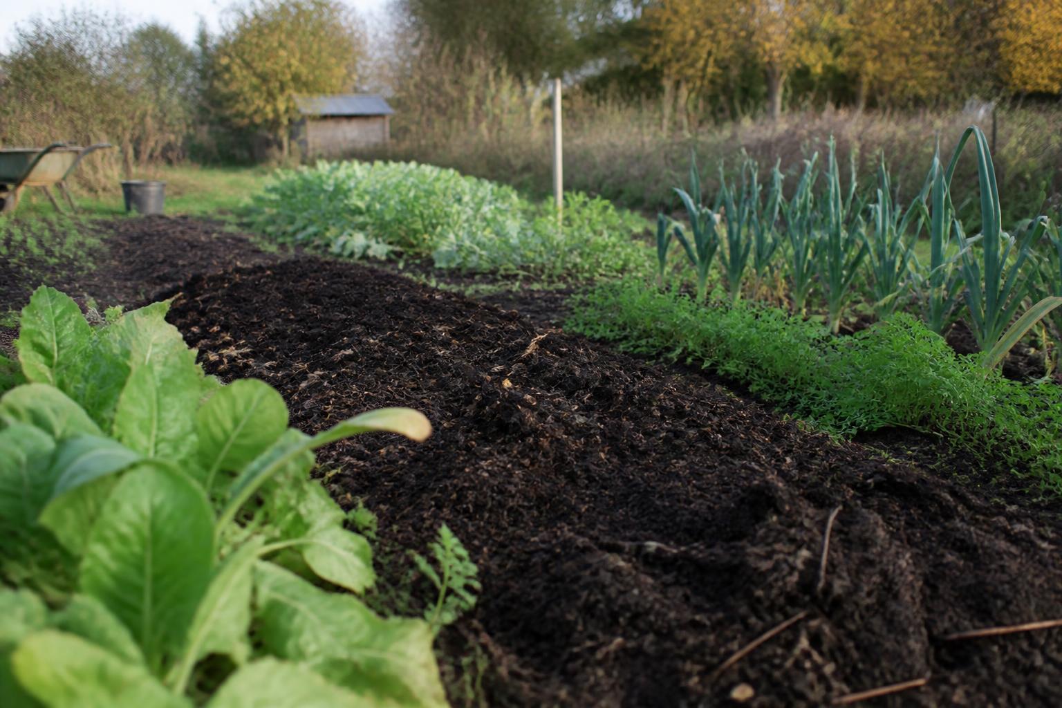 découvrez quelle quantité de compost appliquer par mètre carré pour enrichir efficacement votre sol et favoriser la croissance de vos plantes.