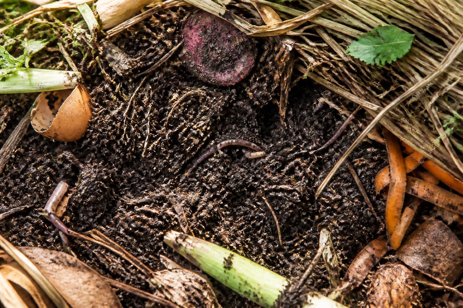 découvrez comment réussir votre potager en choisissant le traitement adapté pour garantir des récoltes abondantes et saines tout au long de la saison.