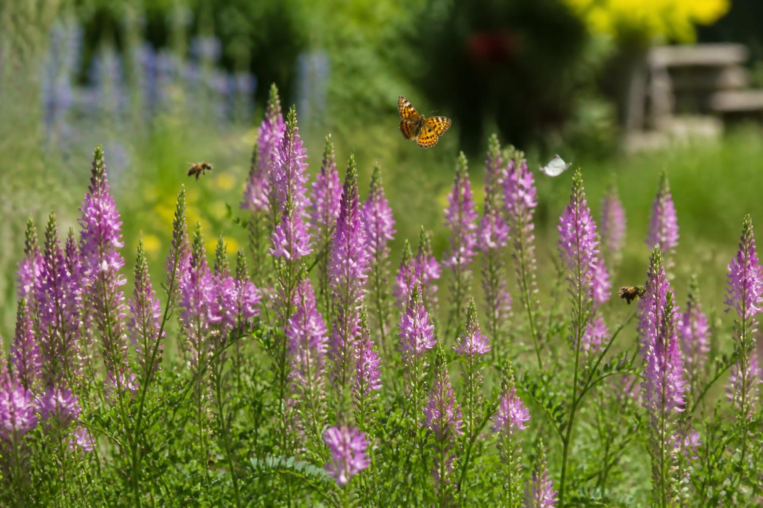 découvrez le sainfoin, le super-héros méconnu de votre potager, qui enrichit le sol, améliore la croissance des plantes et lutte naturellement contre les nuisibles.