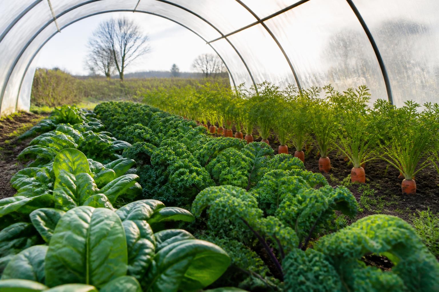 découvrez quelles variétés de légumes semer en décembre pour un potager hivernal gourmand et savoureux. astuces et conseils pour réussir vos cultures pendant l'hiver.