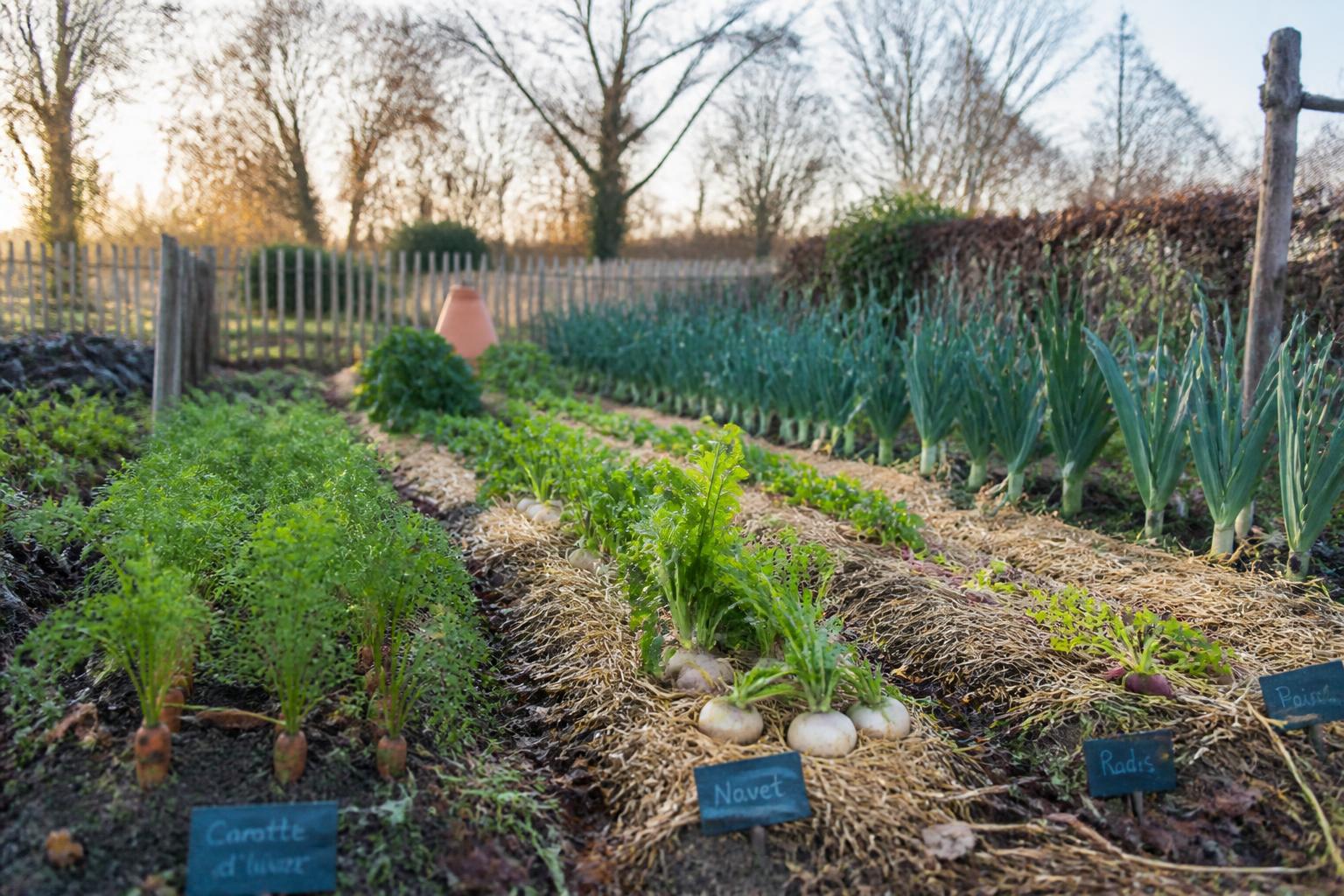 découvrez les meilleures variétés de légumes à semer en décembre pour un potager hivernal gourmand et profitez de récoltes savoureuses même en hiver.