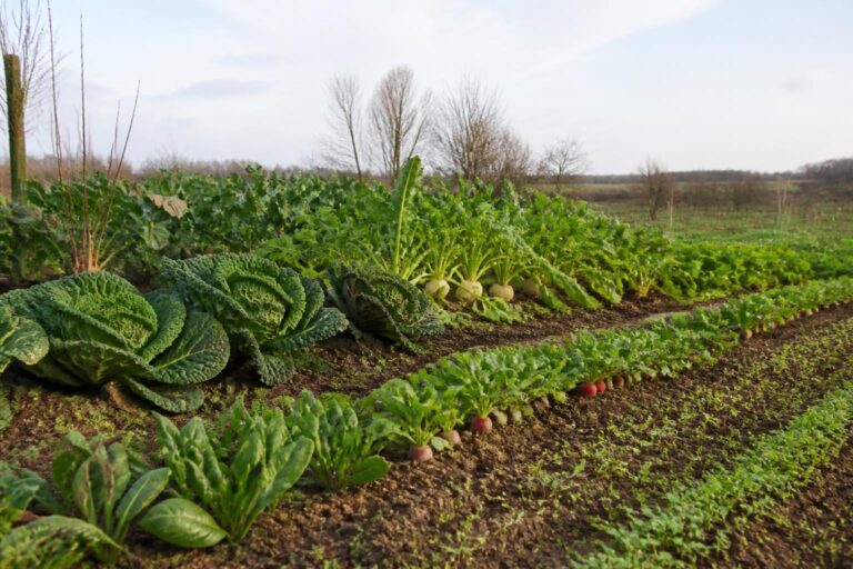 découvrez quelles variétés de légumes semer en décembre pour réussir un potager hivernal gourmand et profiter de récoltes fraîches tout l'hiver.