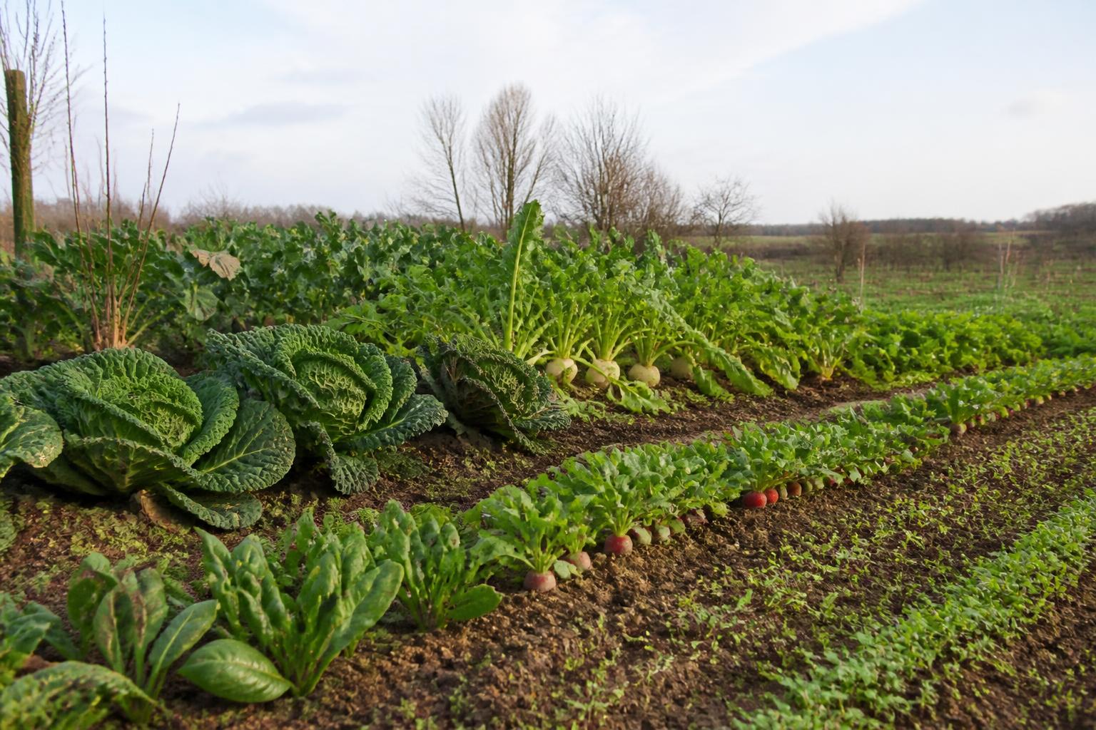 découvrez quelles variétés de légumes semer en décembre pour réussir un potager hivernal gourmand et profiter de récoltes fraîches tout l'hiver.