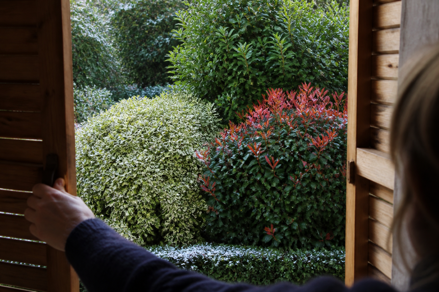5 arbustes persistants increvables pour un jardin décoratif toute l'année