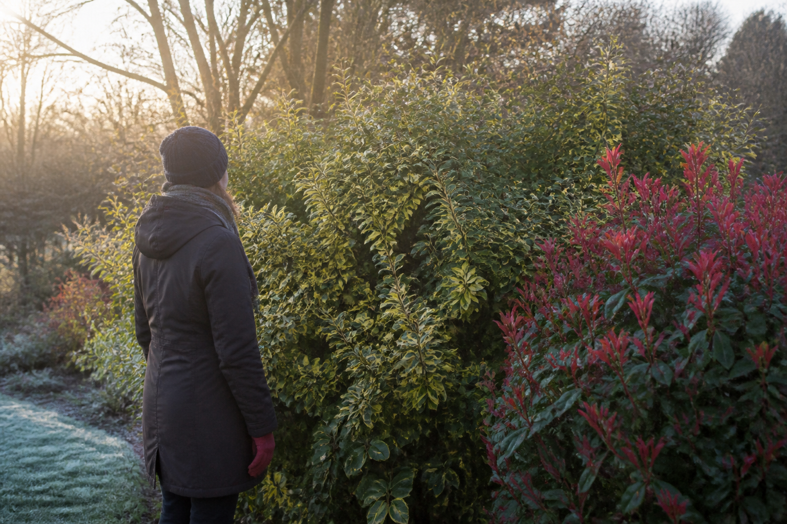 5 arbustes persistants increvables pour un jardin décoratif toute l'année