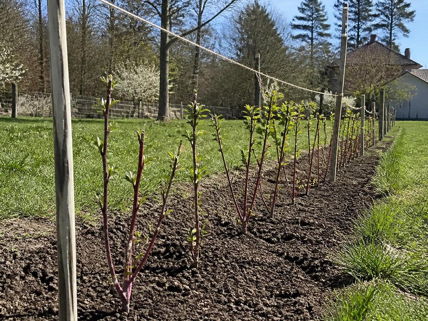 découvrez nos astuces pratiques pour réussir la bouture de cornouiller et multiplier facilement cet arbuste décoratif dans votre jardin.
