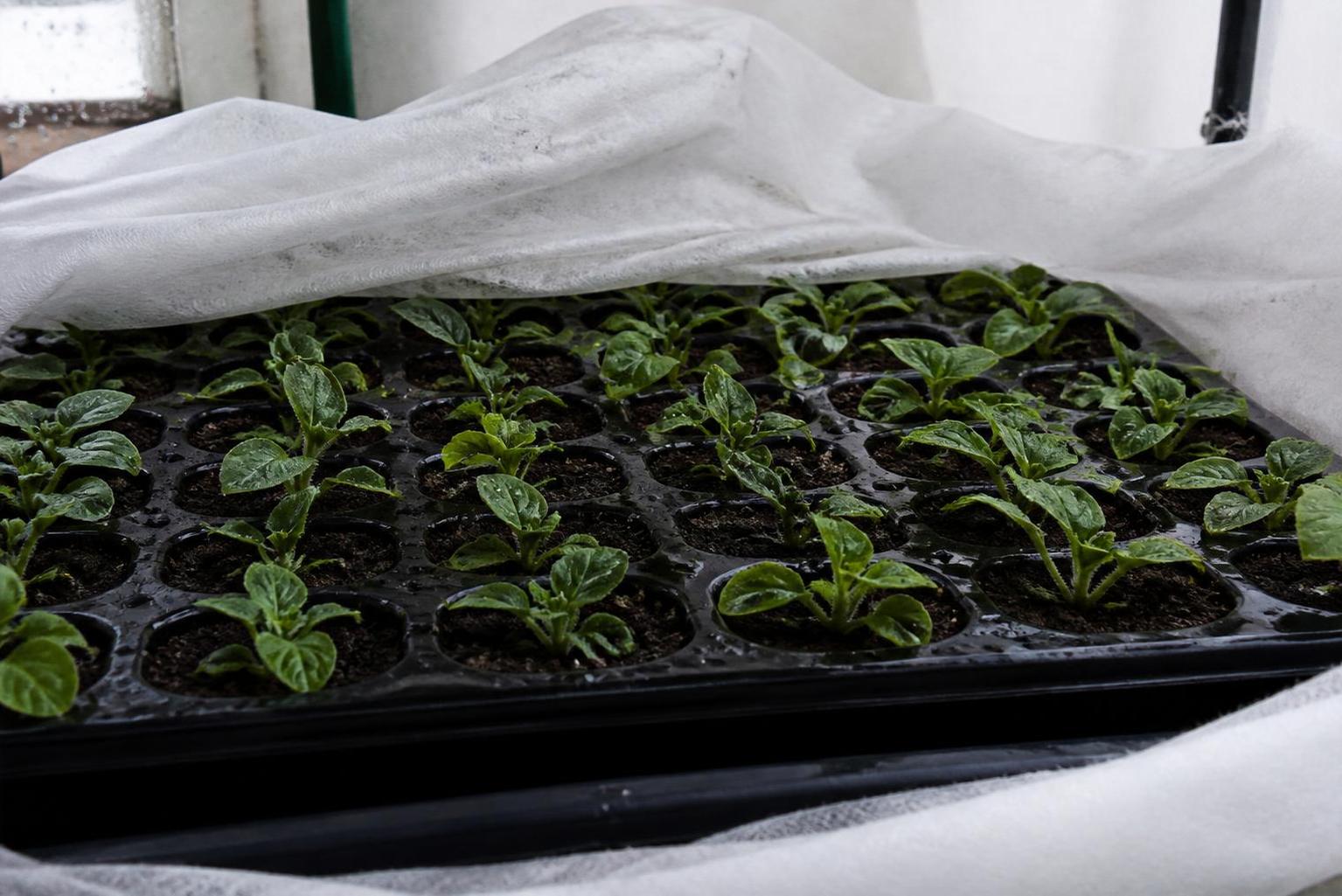découvrez comment réaliser facilement la bouture de pétunia pour assurer la réussite de l’hivernage de vos plants et les retrouver beaux au printemps.