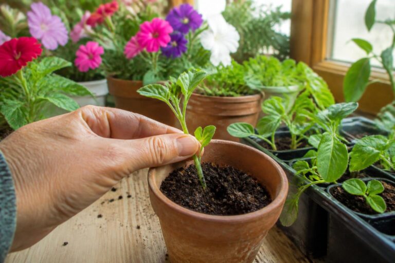 découvrez comment réussir la bouture de pétunia pour assurer un hivernage optimal de vos plants et les protéger pendant la saison froide.