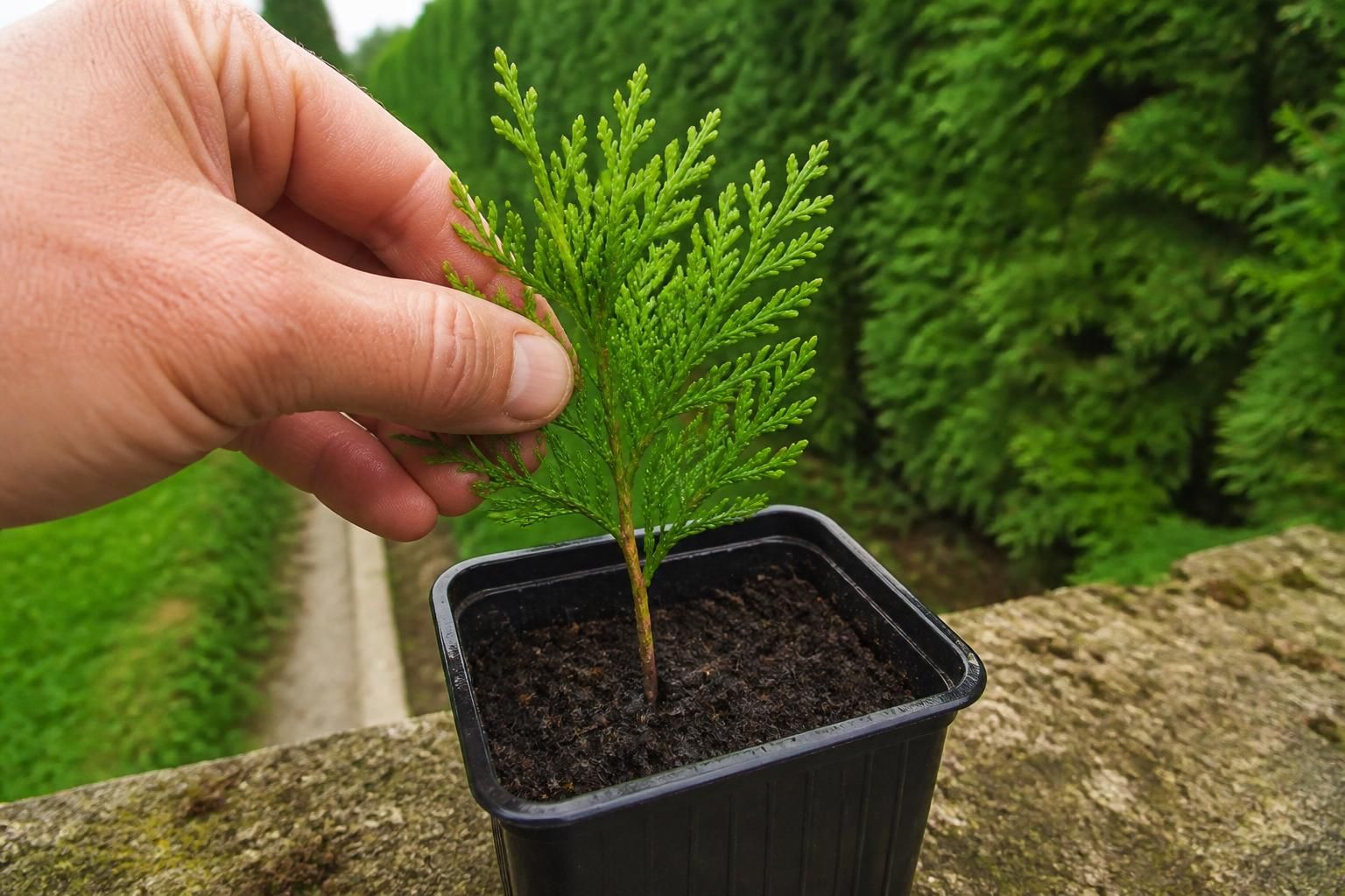 apprenez à multiplier facilement votre haie avec notre guide pratique sur la bouture de thuya. conseils étape par étape pour réussir vos plantations et obtenir une haie dense et saine.