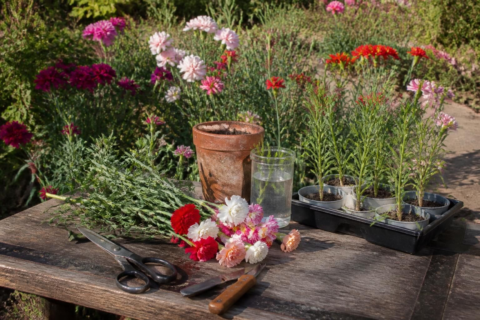 découvrez notre guide complet pour réussir la multiplication par bouturage d’œillet. apprenez toutes les étapes pour obtenir de magnifiques nouvelles plantes à partir de vos boutures.