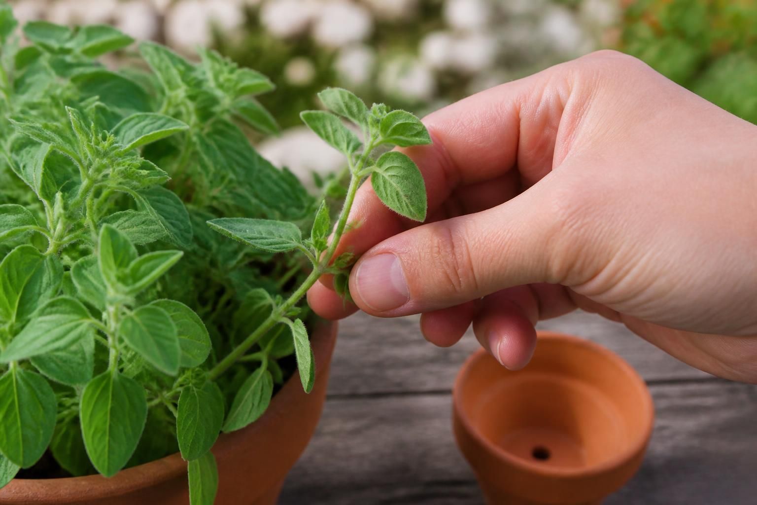 découvrez comment prélever et replanter des boutures d’origan facilement grâce à notre guide simple pour réussir à cultiver cette herbe aromatique chez vous.
