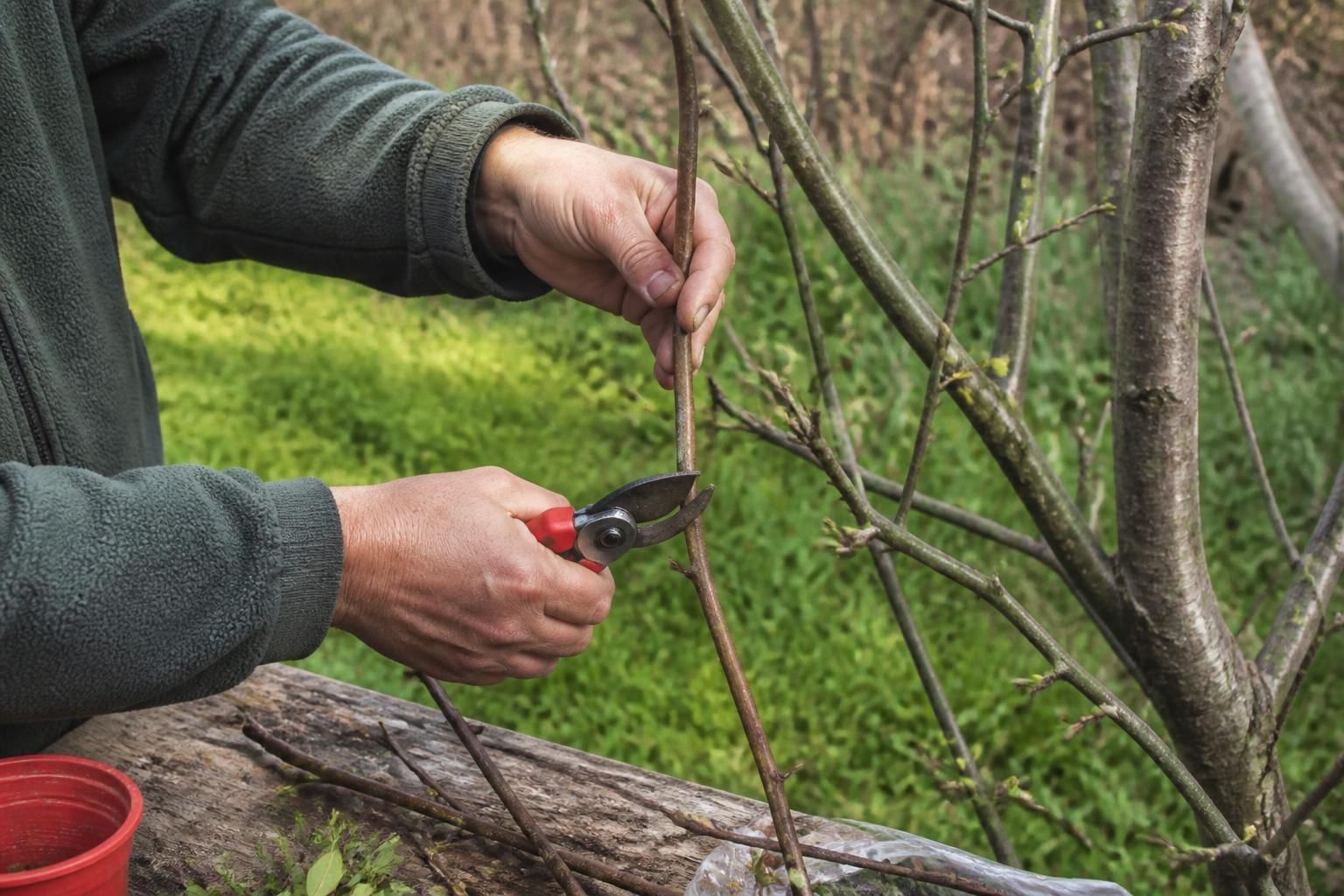 découvrez nos conseils pratiques et détaillés pour réussir la bouture de votre poirier étape par étape et assurer une belle croissance à vos nouvelles plantes.