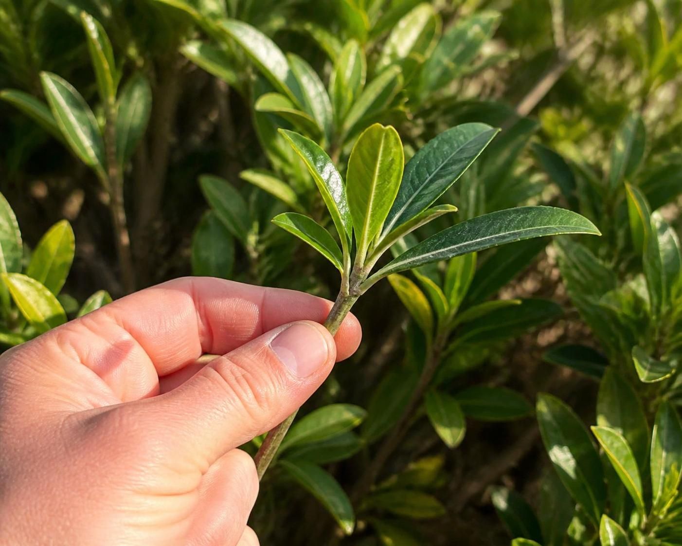découvrez nos conseils pratiques pour réussir facilement une bouture de pittosporum et embellir votre jardin avec cette plante élégante.