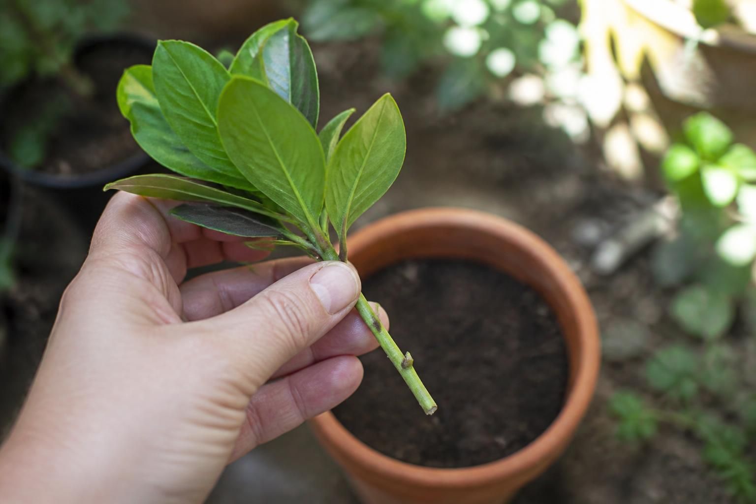 découvrez nos conseils pratiques pour réussir la bouture de pittosporum et assurer une croissance optimale de vos plantes.