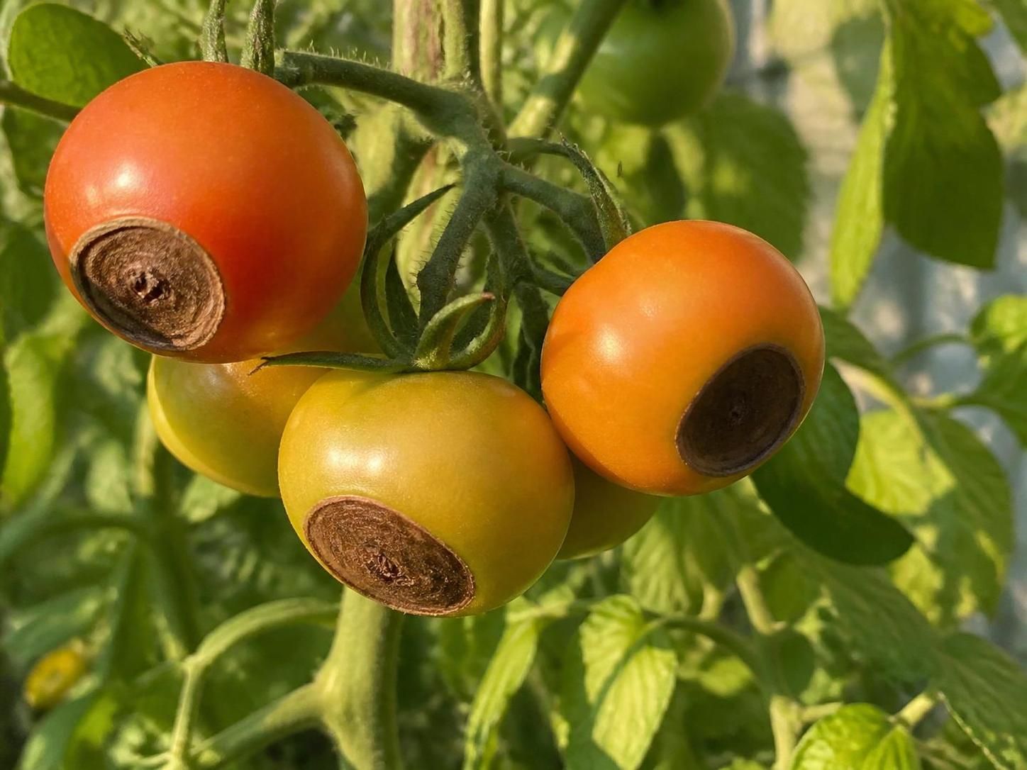 découvrez comment traiter efficacement le cul noir de la tomate pour protéger votre récolte et assurer des fruits sains et savoureux.