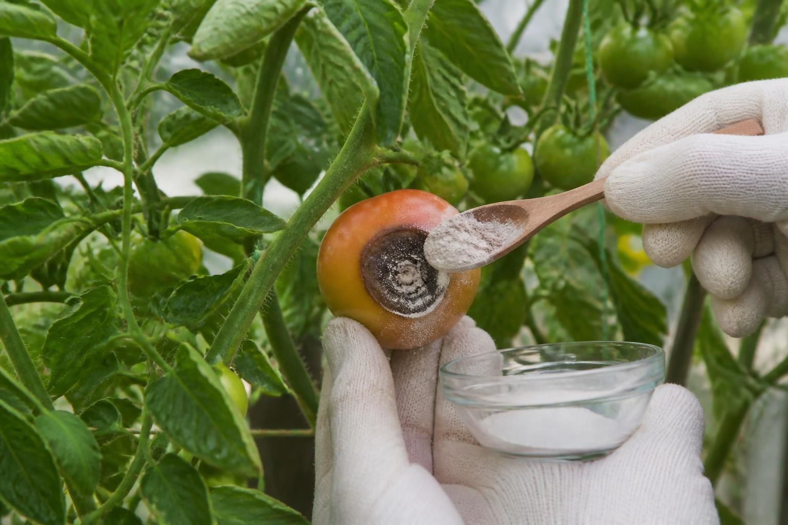 découvrez comment traiter efficacement le cul noir de la tomate pour protéger votre récolte et assurer des fruits sains et savoureux tout au long de la saison.