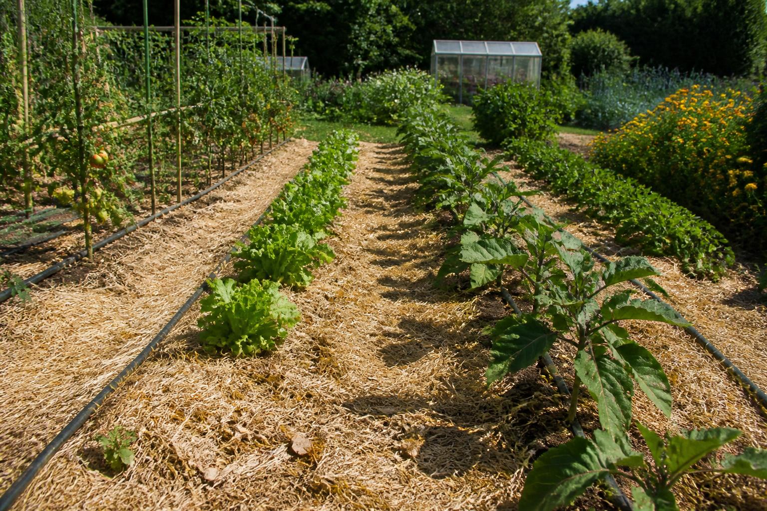 découvrez des méthodes d’arrosage efficaces pour préserver votre potager en période de sécheresse et assurer une récolte abondante malgré le manque d'eau.