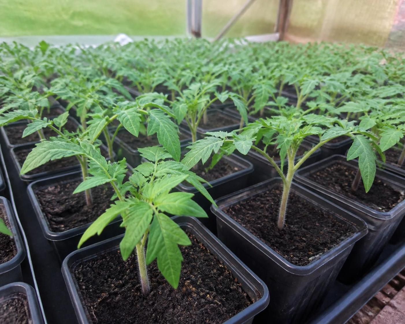 découvrez nos conseils pratiques pour bien semer vos tomates et réussir une récolte abondante et savoureuse dès la saison prochaine.
