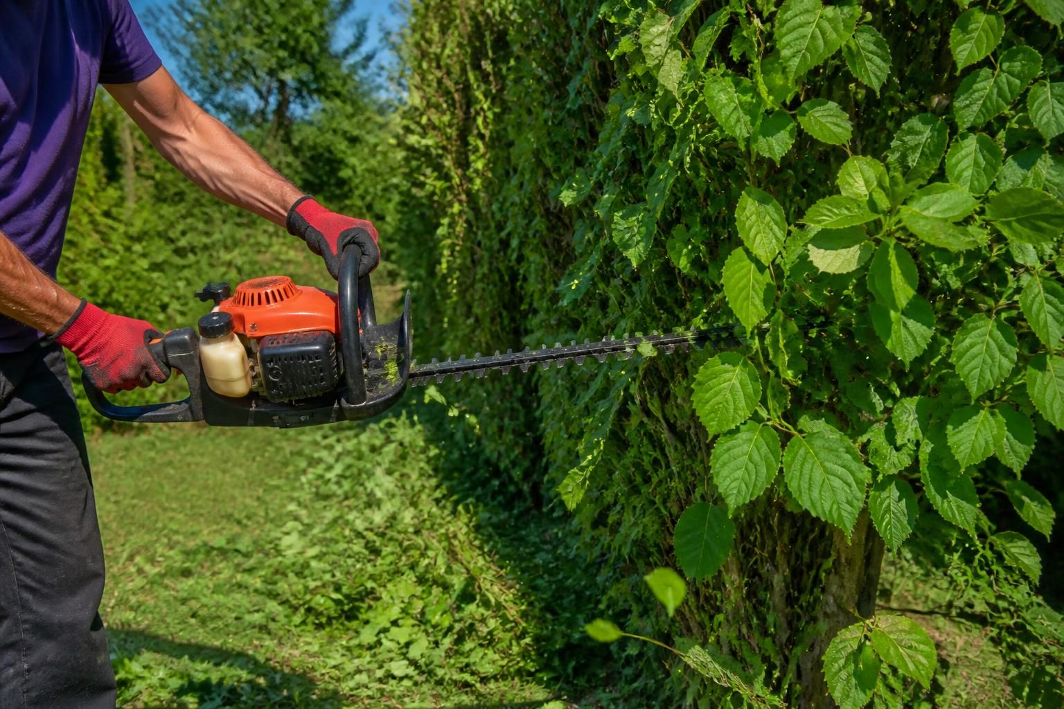 découvrez pourquoi choisir un taille-haie thermique pour tailler efficacement vos haies de noisetier, alliant puissance et précision pour un jardin impeccable.