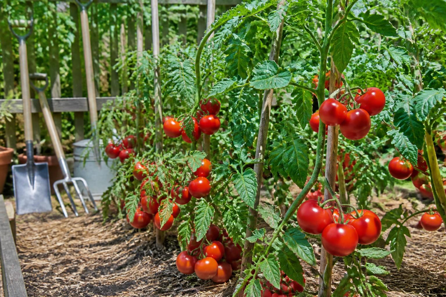 découvrez toutes nos astuces pratiques pour réussir la culture des tomates et obtenir une récolte abondante et savoureuse.